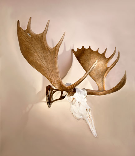 SKULL HOOKER BIG HOOKER - ROBUST BROWN